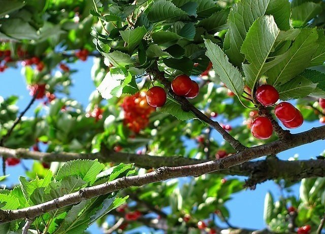 grow-cherry-tree