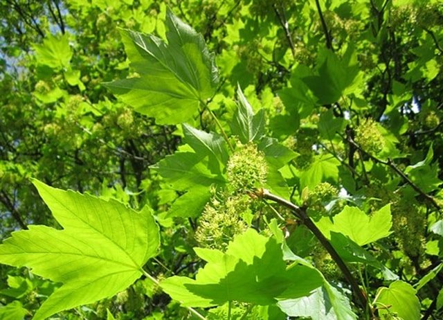 sycamore tree acer pseudoplatanus