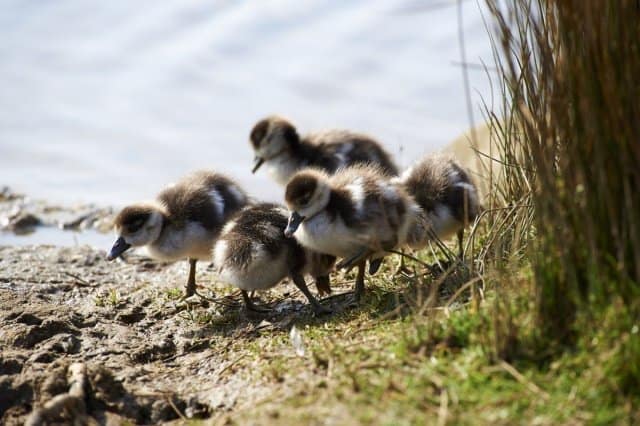 richmond park ducklings