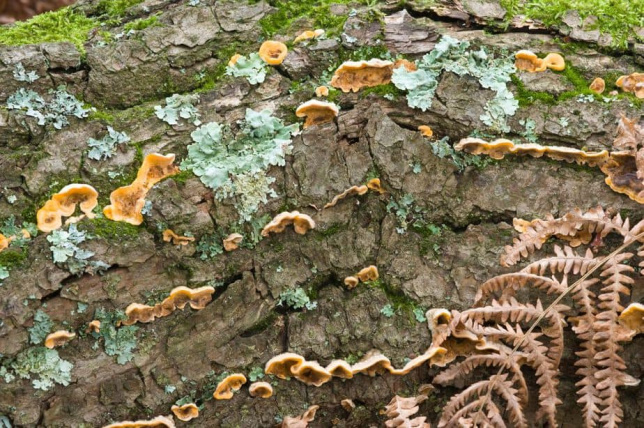 richmond park fungi