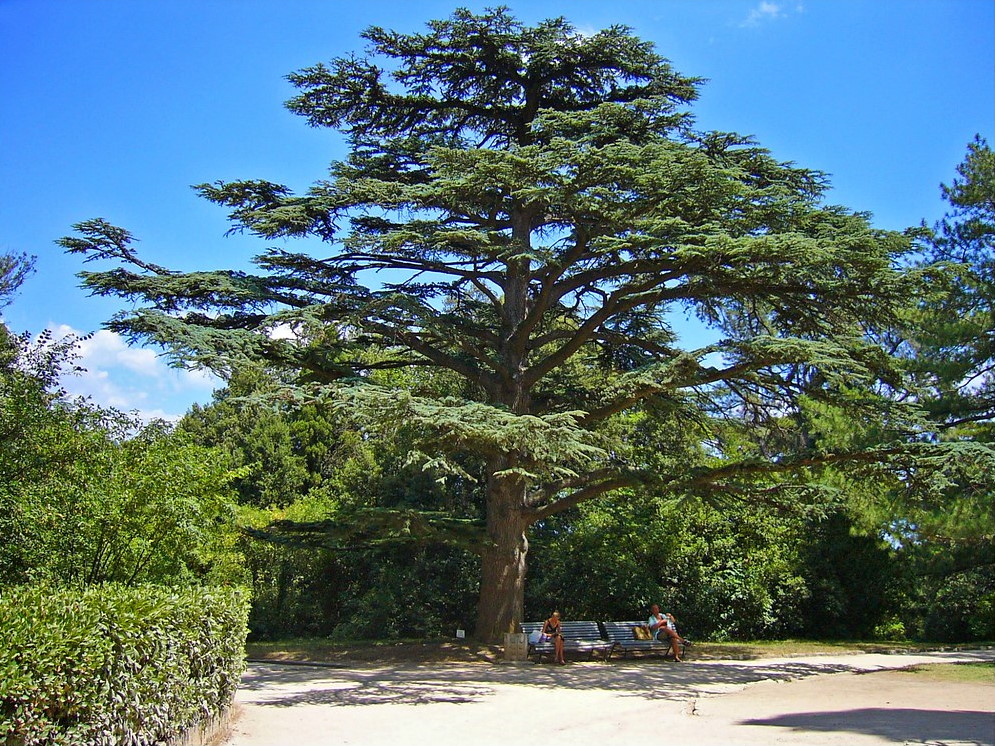 Cedar Tree