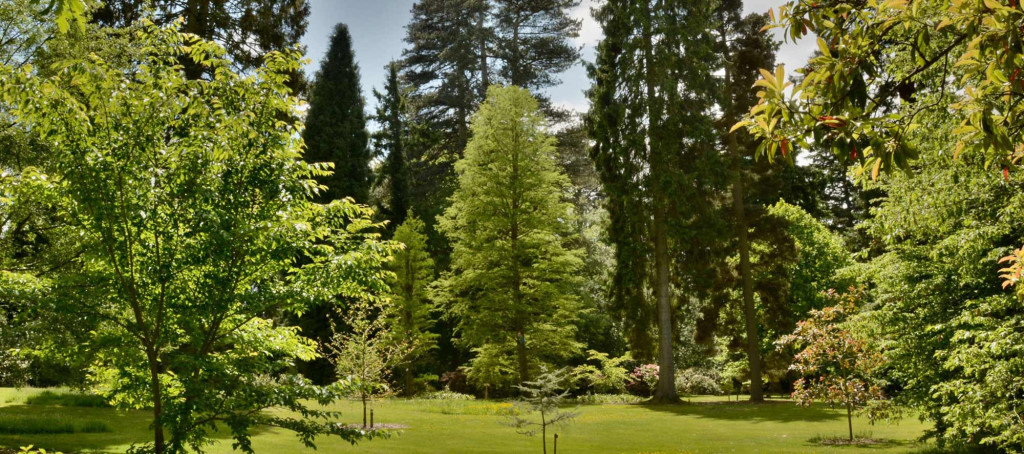 A Guide to British Tree Species