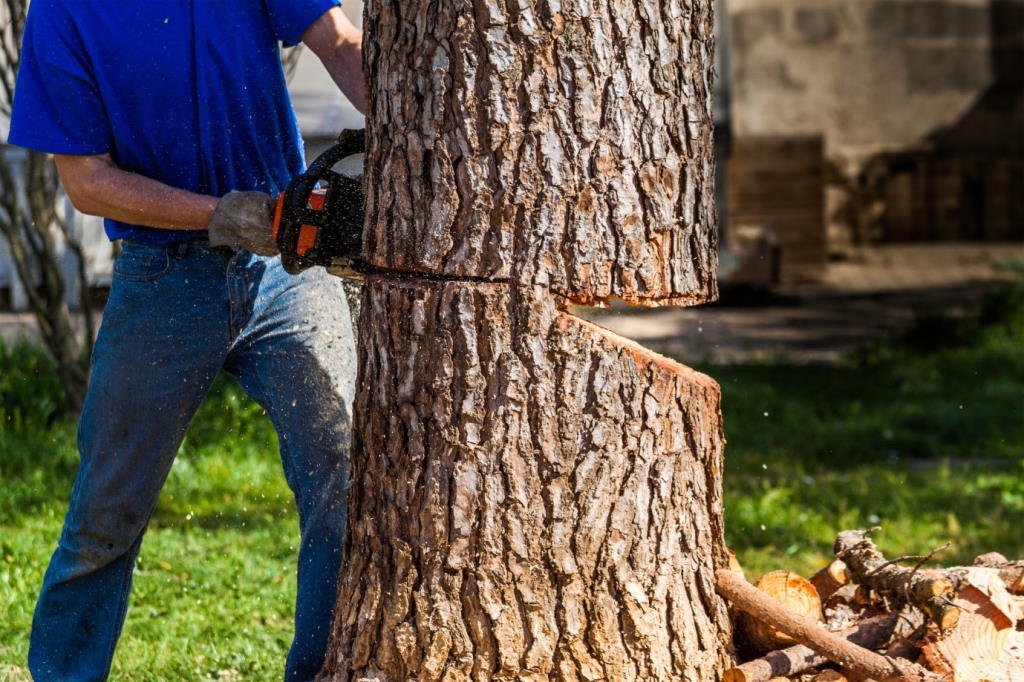 Why You should Never Attempt Tree Removal on Your Own