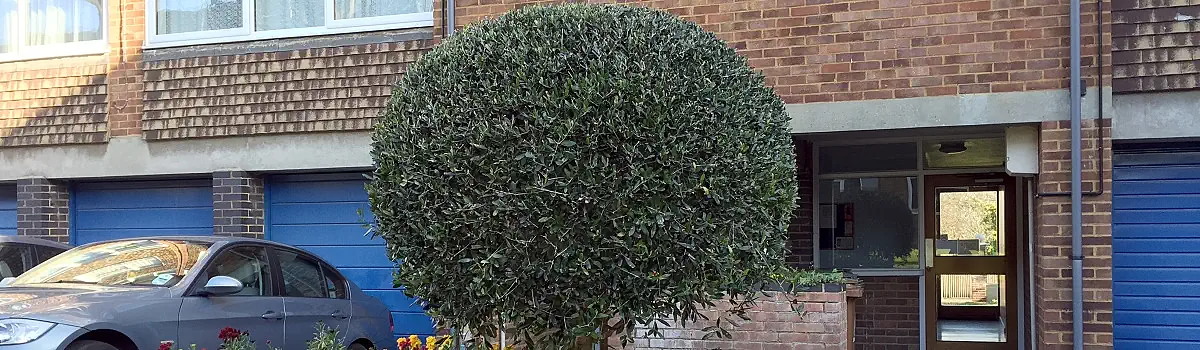 Hedge Trimming London Header