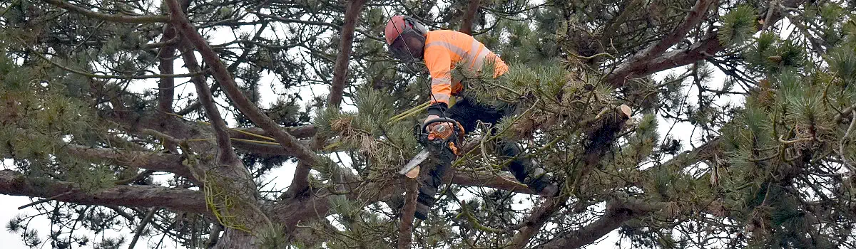 Insured Qualified Tree Surgeons Header