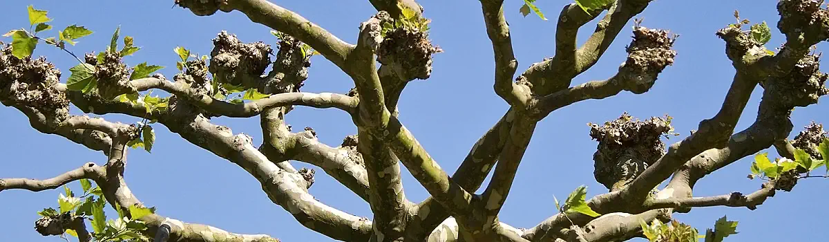 Tree Pollarding London Header