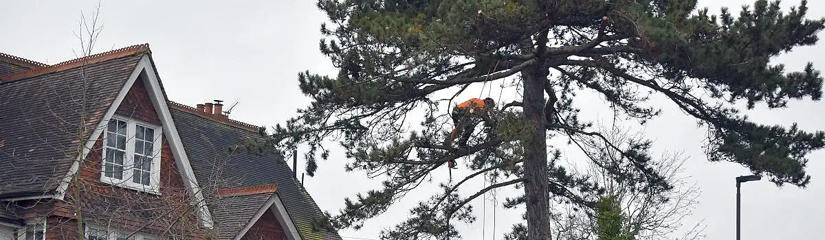 Tree Pruning London Header