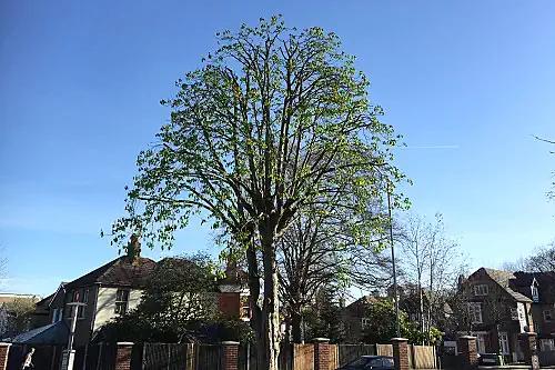 Tree Pruning London