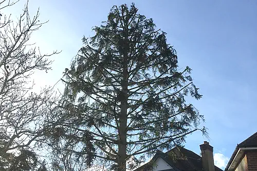 Tree Reducing London
