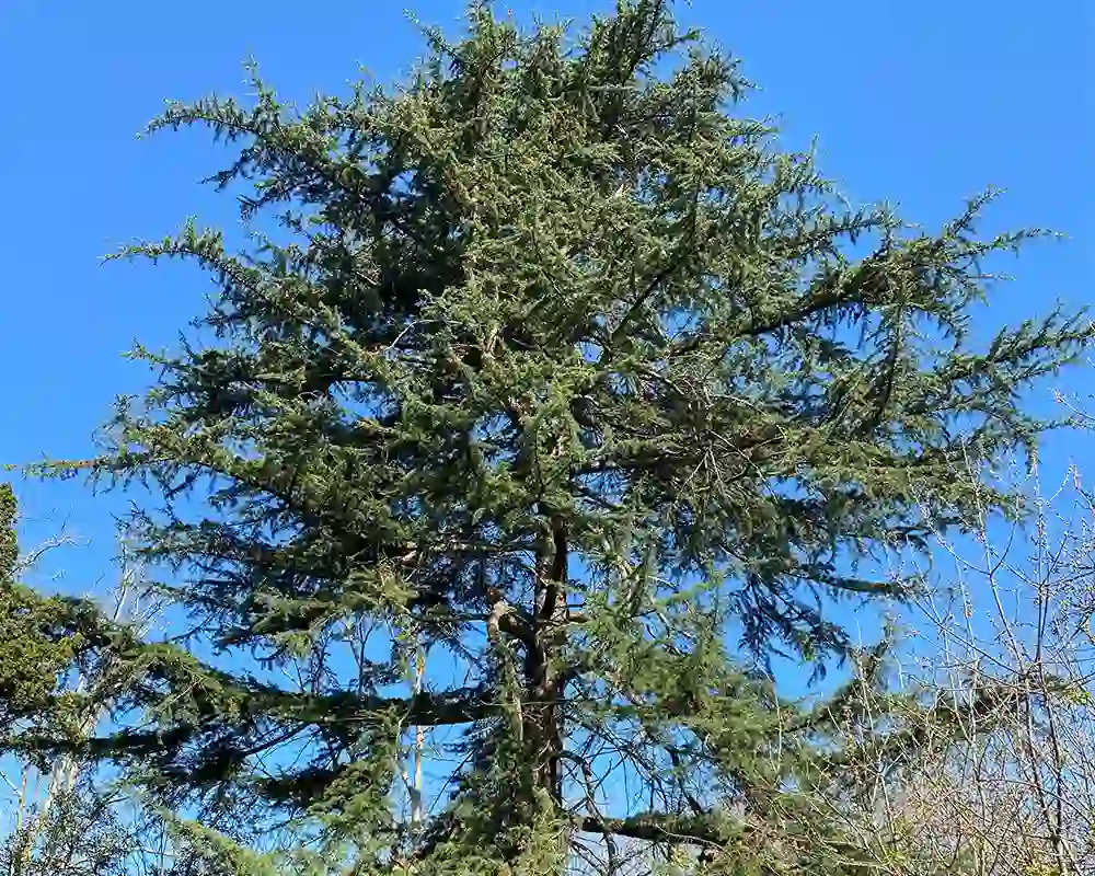 An established Deodar Cedar tree planted in Downhills Park, North London UK An established Deodar Cedar tree planted in Downhills Park, North London UK