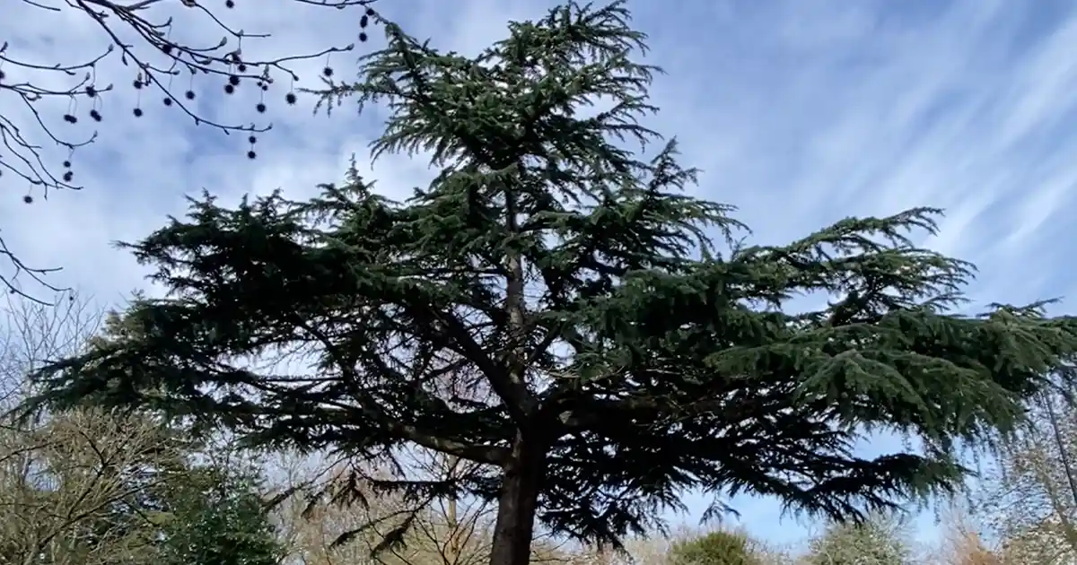 Cedar of Lebanon tree showing its large, flat, tiered branches in Finsbury park, London UK Cedar of Lebanon tree showing its large, flat, tiered branches in Finsbury Park, London UK