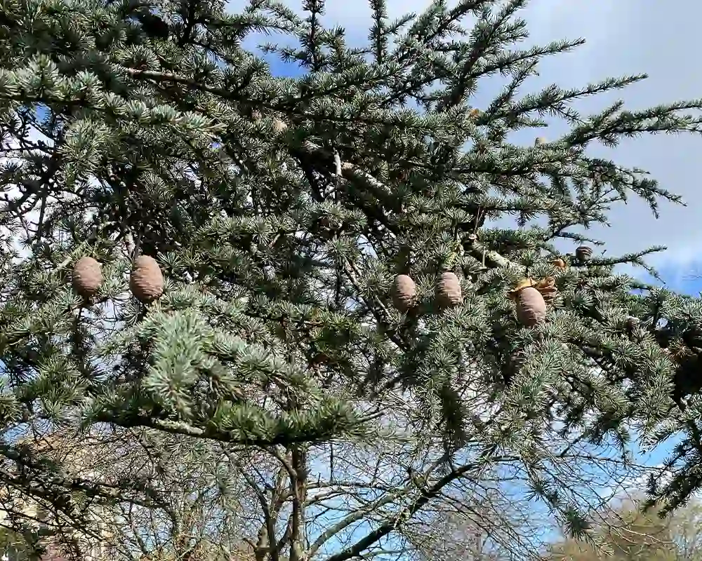Close up of Blue Atlas Cedar tree needles and an upright, barrel-shaped cedar tree cone in Alexandra Park, London UK. Close up of Blue Atlas Cedar tree needles and an upright, barrel-shaped cedar tree cone in Alexandra Park, London UK.
