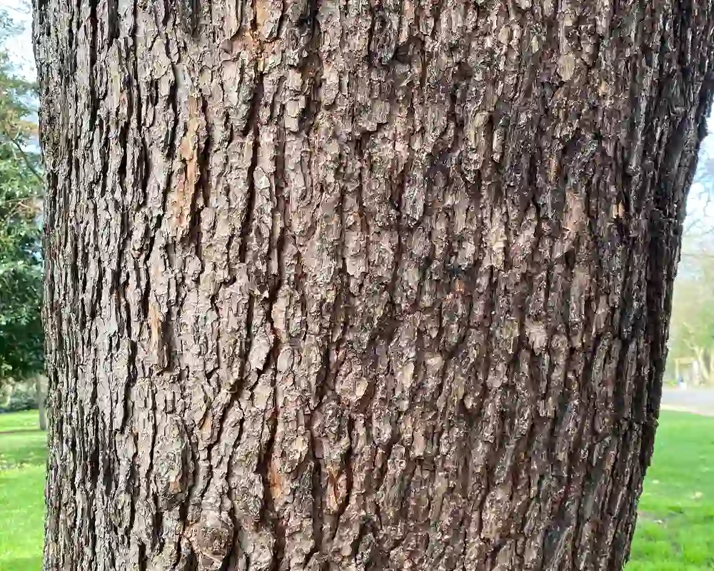 Deeply grooved and rough fissured cedar bark on the trunk of a mature Cedar of Lebanon tree in Finsbury Park, North London UK Deeply grooved and rough fissured cedar bark on the trunk of a mature Cedar of Lebanon tree in Finsbury Park, North London UK