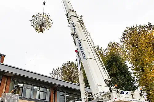 Tree Clearance London Service GraftinGardeners Ltd