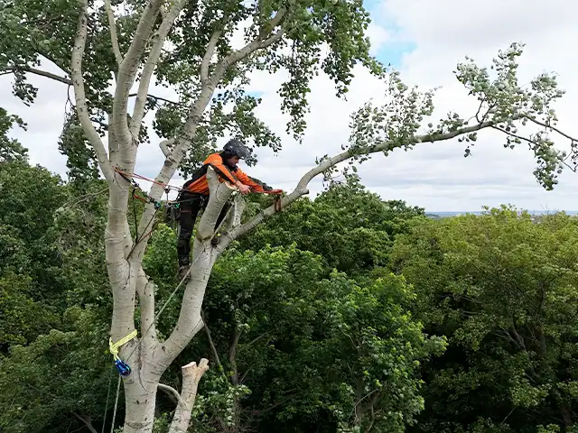 Why are Tree Surgeons so Expensive?