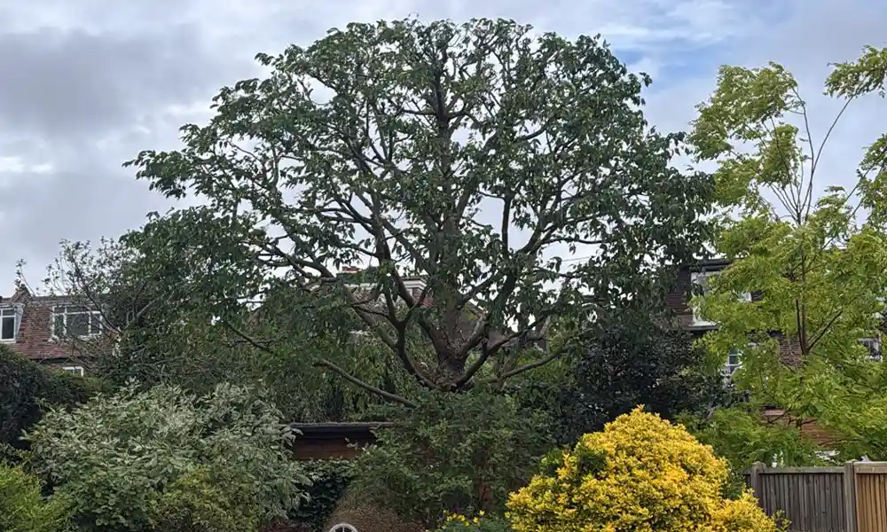 Arborist performing a safe crown reduction on a large tree in a London garden.
