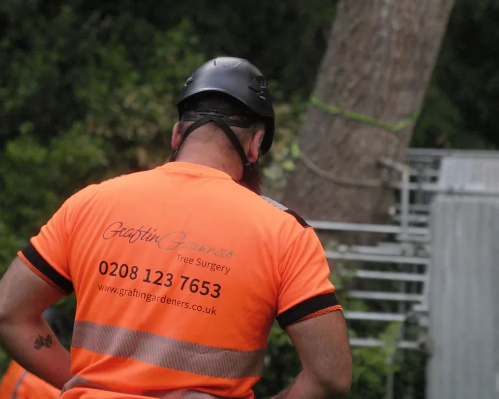 A GraftinGardeners tree surgeon in branded uniform on a tree surgery job in London A GraftinGardeners tree surgeon in branded uniform on a tree surgery job in London