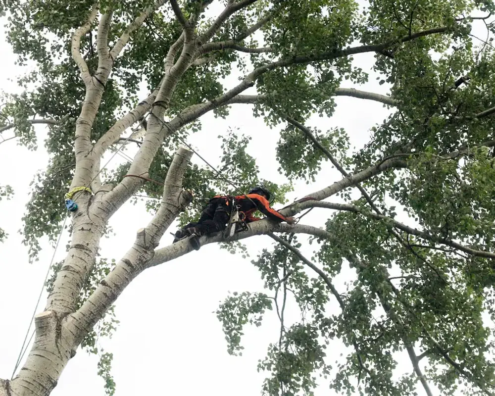 An NPTC-qualified arborist working on a branch using ropes and a harness in London An NPTC-qualified arborist working on a branch using ropes and a harness in London