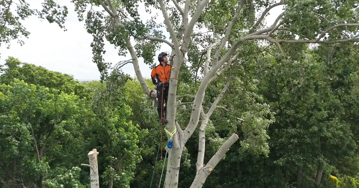 A qualified GraftinGardeners arborist in full PPE climbing a tree in London A qualified GraftinGardeners arborist in full PPE climbing a tree in London