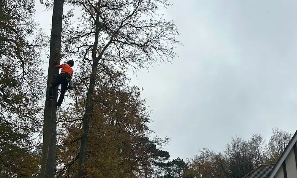 A professional tree surgeon climbing a mature tree to perform aerial tree work in London.