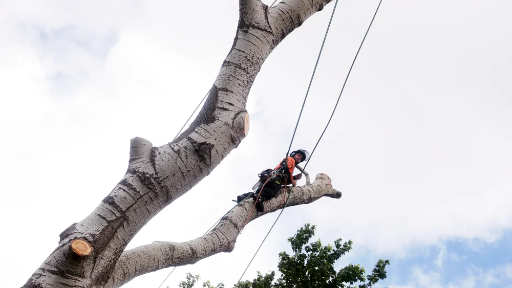 A roped tree surgeon rigging and dismantling a large tree section by section in London A roped tree surgeon rigging and dismantling a large tree section by section in London