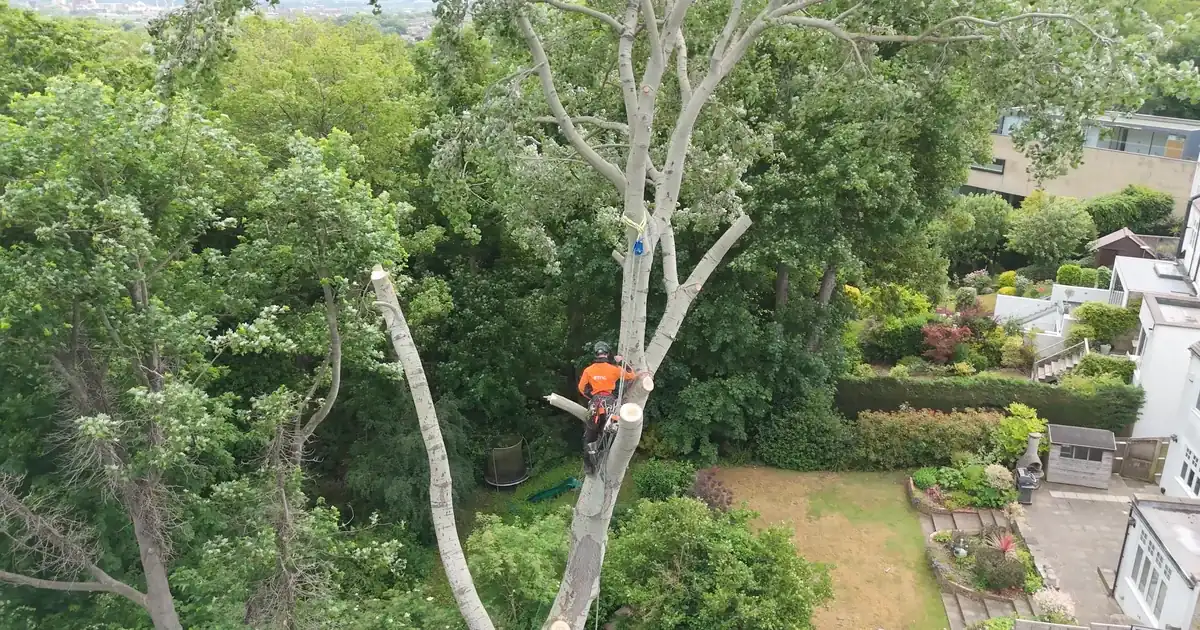 GraftinGardeners tree surgeon working at height above London gardens during a tree removal GraftinGardeners tree surgeon working at height above London gardens during a tree removal