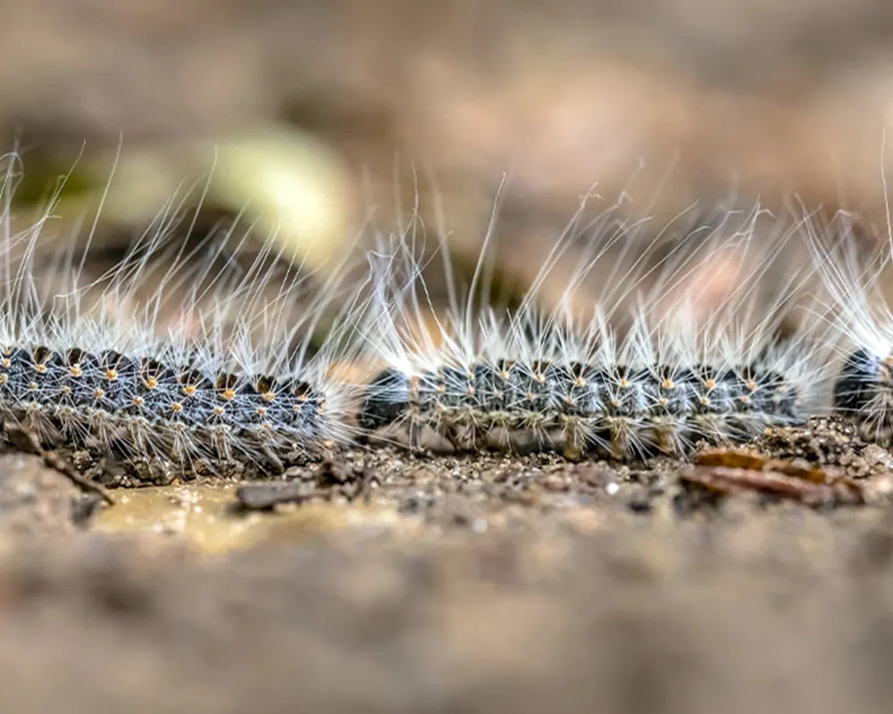 Oak Processionary Moth caterpillars processioning nose-to-tail on an oak tree in London