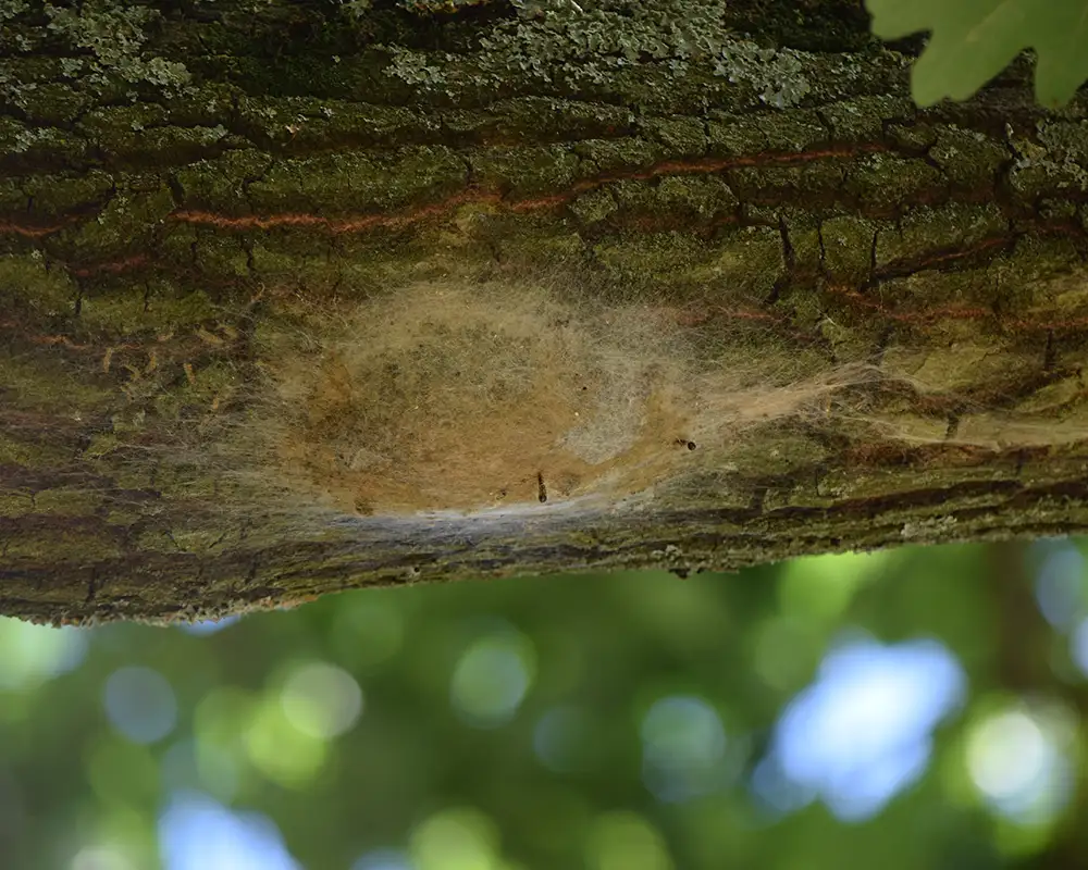 A white silken Oak Processionary Moth nest on an oak tree branch in London