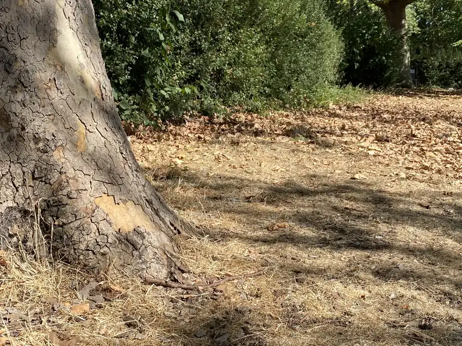 Bone-dry cracked soil around a mature plane tree in Barratt Gardens, London, 2026 drought Bone-dry cracked soil around the base of a mature plane tree in Barratt Gardens, north London, during the 2026 drought