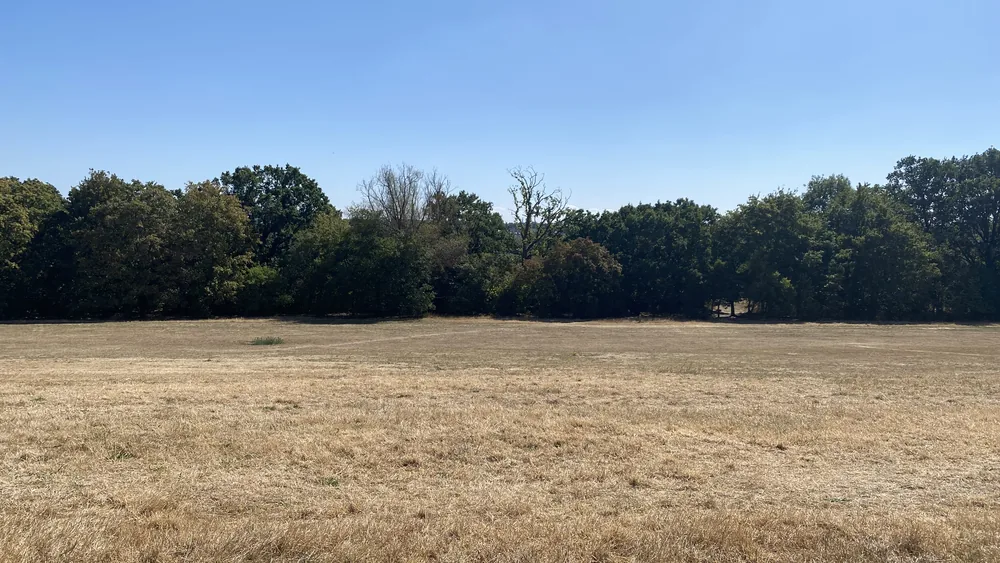 Browned tree crown among green neighbours in Alexandra Park during the 2026 drought A fully browned tree crown standing out against green neighbours across parched grass in Alexandra Park during the 2026 drought