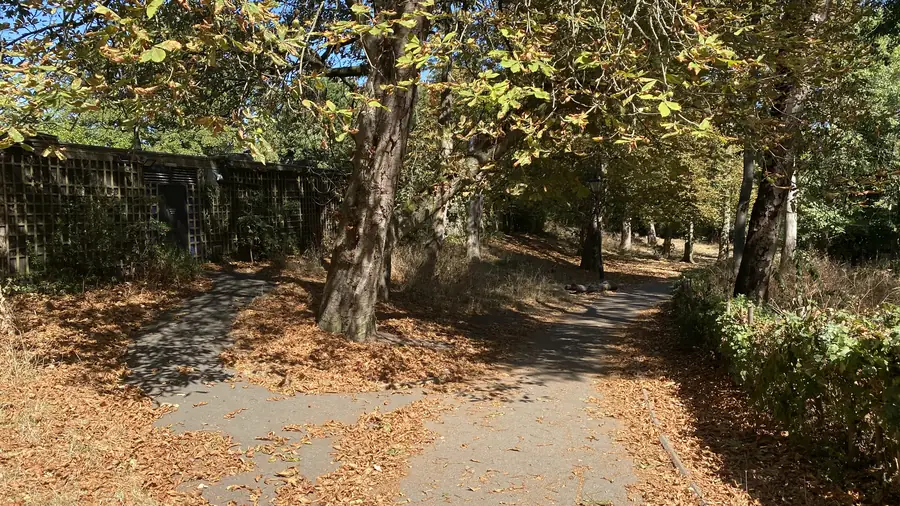 False autumn leaf fall covering a path in Alexandra Park, London, August 2026 Fallen leaves covering a path in Alexandra Park, London, in August 2026, a false autumn caused by drought stress