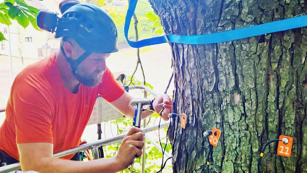 A GraftinGardeners arborist inspecting a mature tree during a condition survey in London A GraftinGardeners arborist inspecting a mature tree during a tree condition survey in London