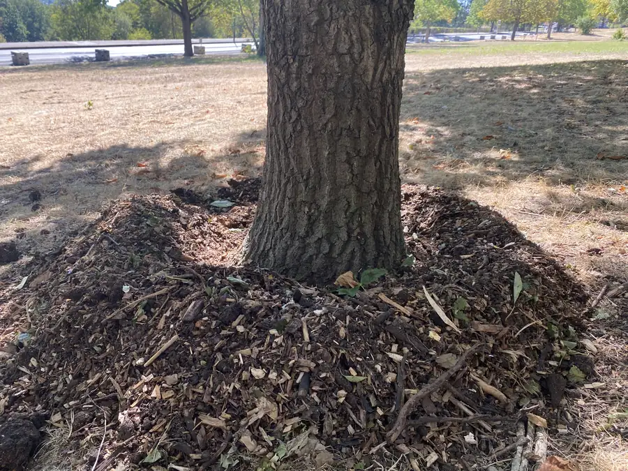 Mulch ring protecting a tree on parched ground in Alexandra Park during the 2026 drought Ring of chip mulch around the base of a tree on parched ground in Alexandra Park, helping retain soil moisture during the 2026 drought