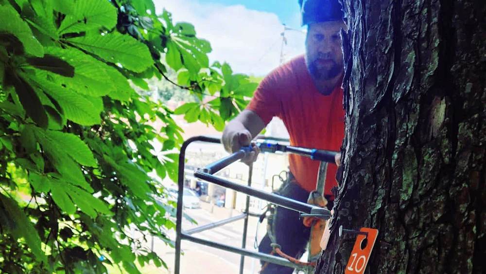 A GraftinGardeners tree surveyor carrying out a tree survey in London A GraftinGardeners tree surveyor carrying out a tree survey in London