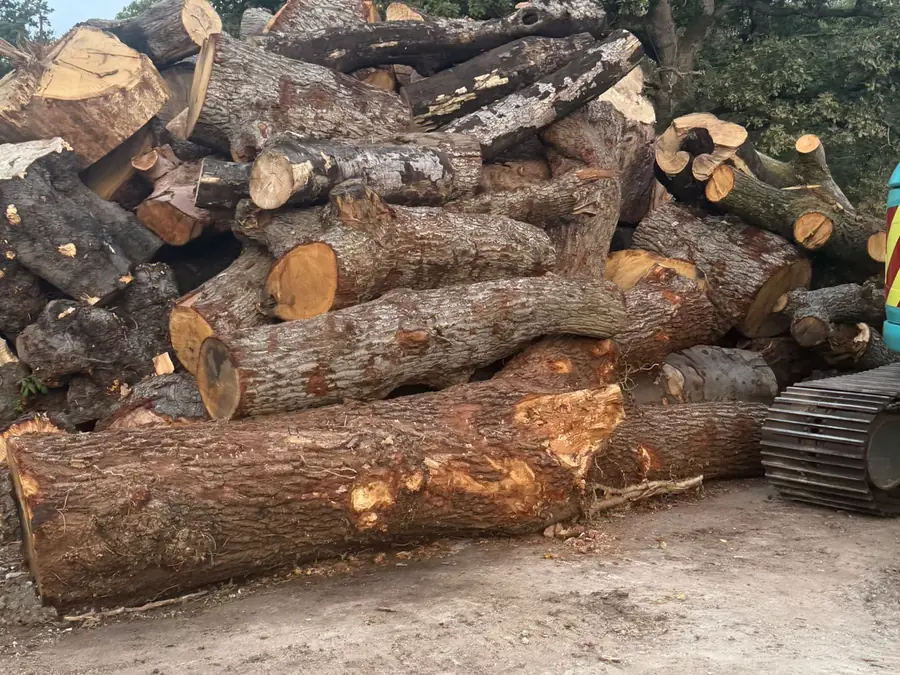 Stack of large recycled logs awaiting processing into firewood and timber at our Leatherhead depot