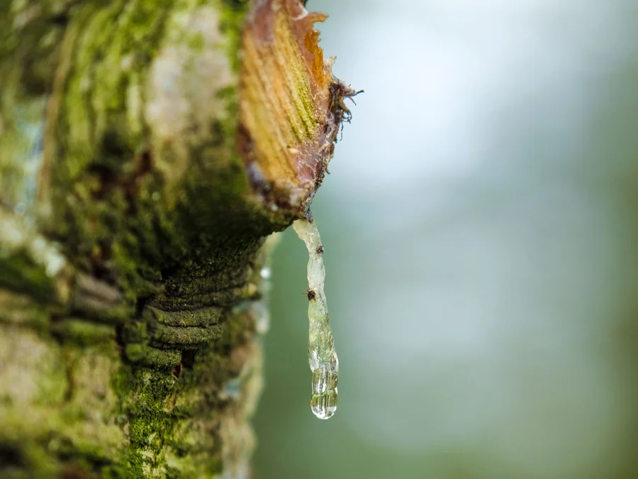 Gum oozing from a pruning cut on a cherry tree A thick drip of amber gum set hard below a fresh pruning cut on a cherry tree, the gummosis response that leaves Prunus wounds open to silver leaf and canker