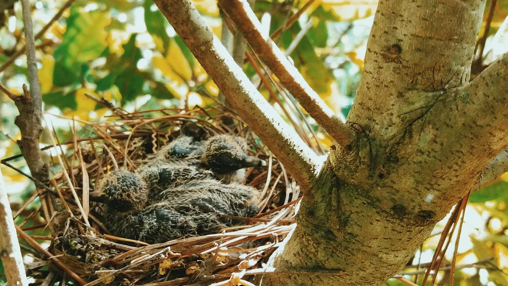 Collared dove nestlings in a garden tree during the UK bird nesting season Two collared dove nestlings huddled in a twig nest in the fork of a garden tree during the UK bird nesting season