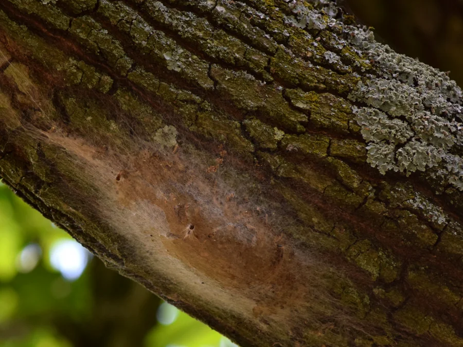 Oak processionary moth nest on an oak branch in Alexandra Park, London, May 2026 A brown silken oak processionary moth nest spun on the underside of a lichen-covered oak branch in Alexandra Park, North London