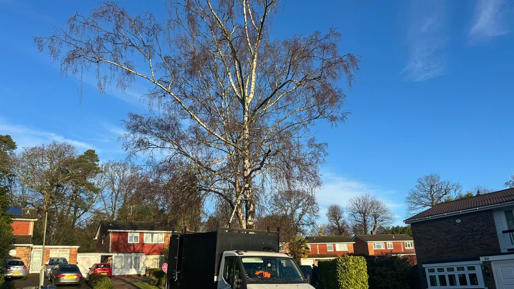 A bare silver birch in winter, before pruning, with our tipper on site A tall bare silver birch against a blue winter sky on a residential street, with the GraftinGardeners tipper parked beneath it before pruning