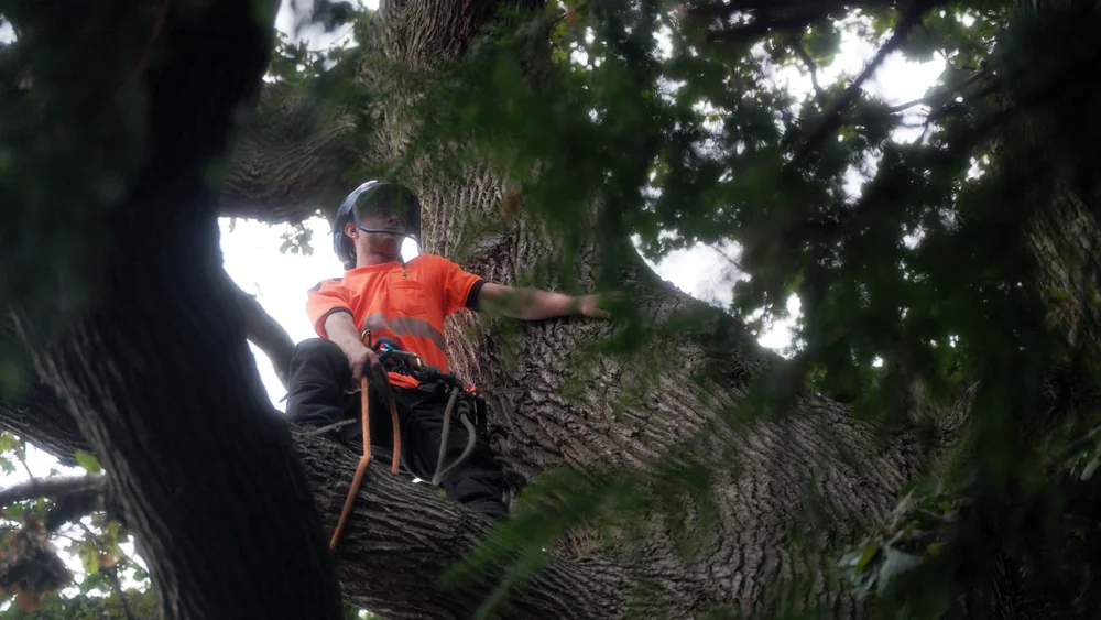 A GraftinGardeners climber checking the canopy of a mature tree for nests before pruning in London A GraftinGardeners tree surgeon in orange, roped in high in the crown of a mature tree, checking the canopy for bird nests before pruning in London