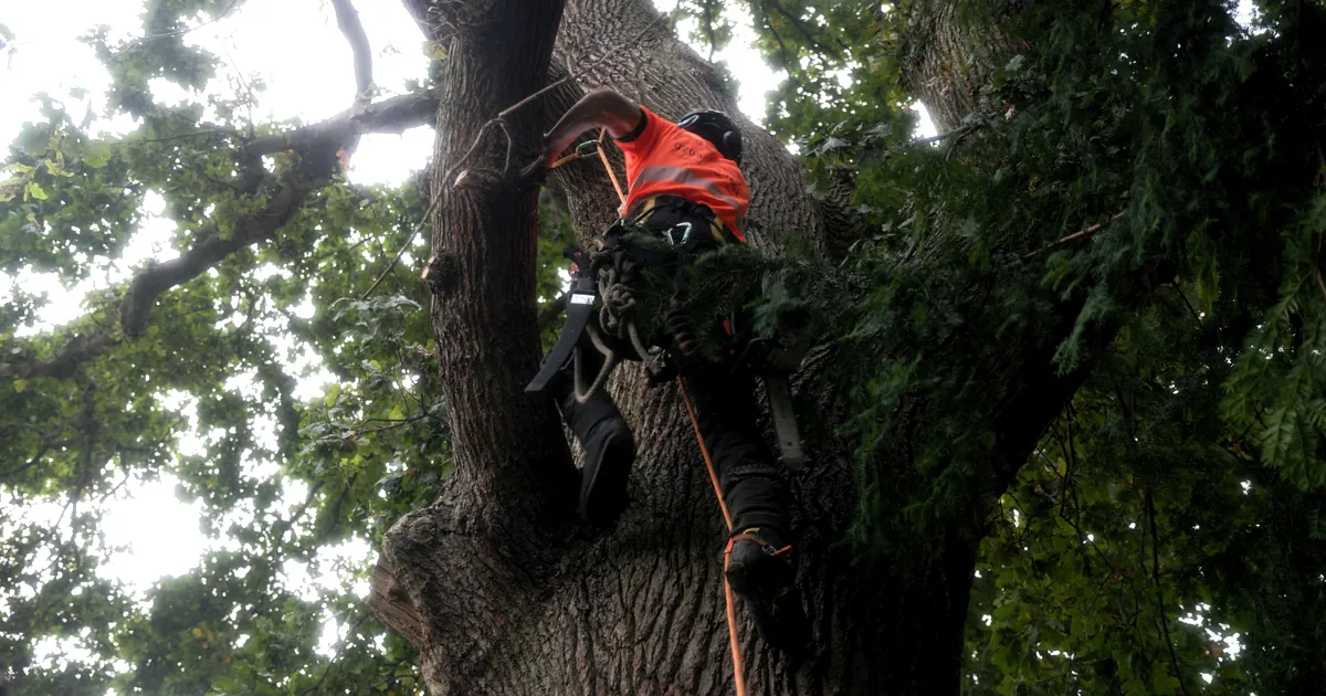 A GraftinGardeners tree surgeon in orange climbing a mature oak on ropes and checking the canopy for nesting birds before tree work in London