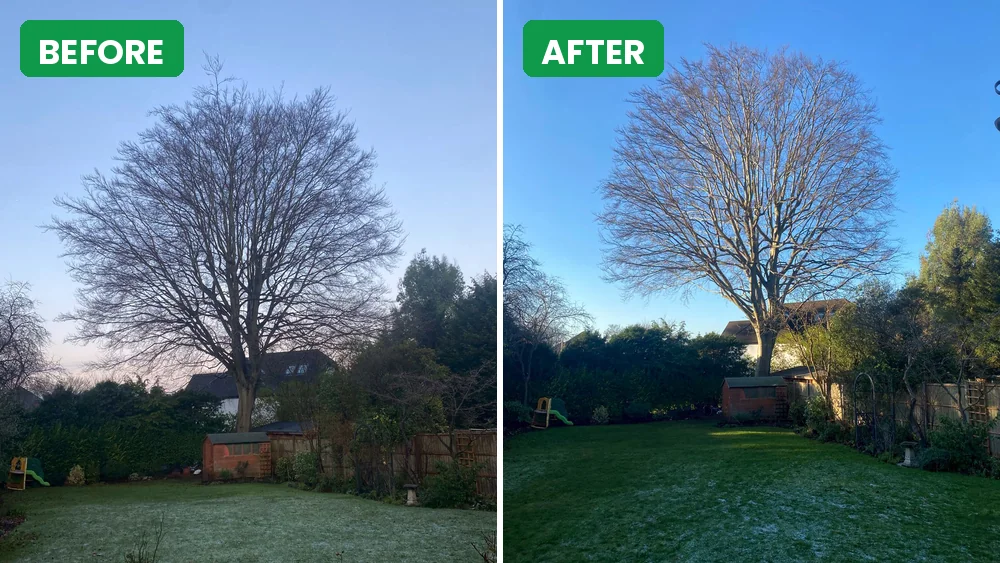 Winter crown reduction of a beech tree in Putney, before and after Before and after photos of a mature beech tree in a Putney garden, crown reduced by GraftinGardeners in winter while dormant, frost on the lawn